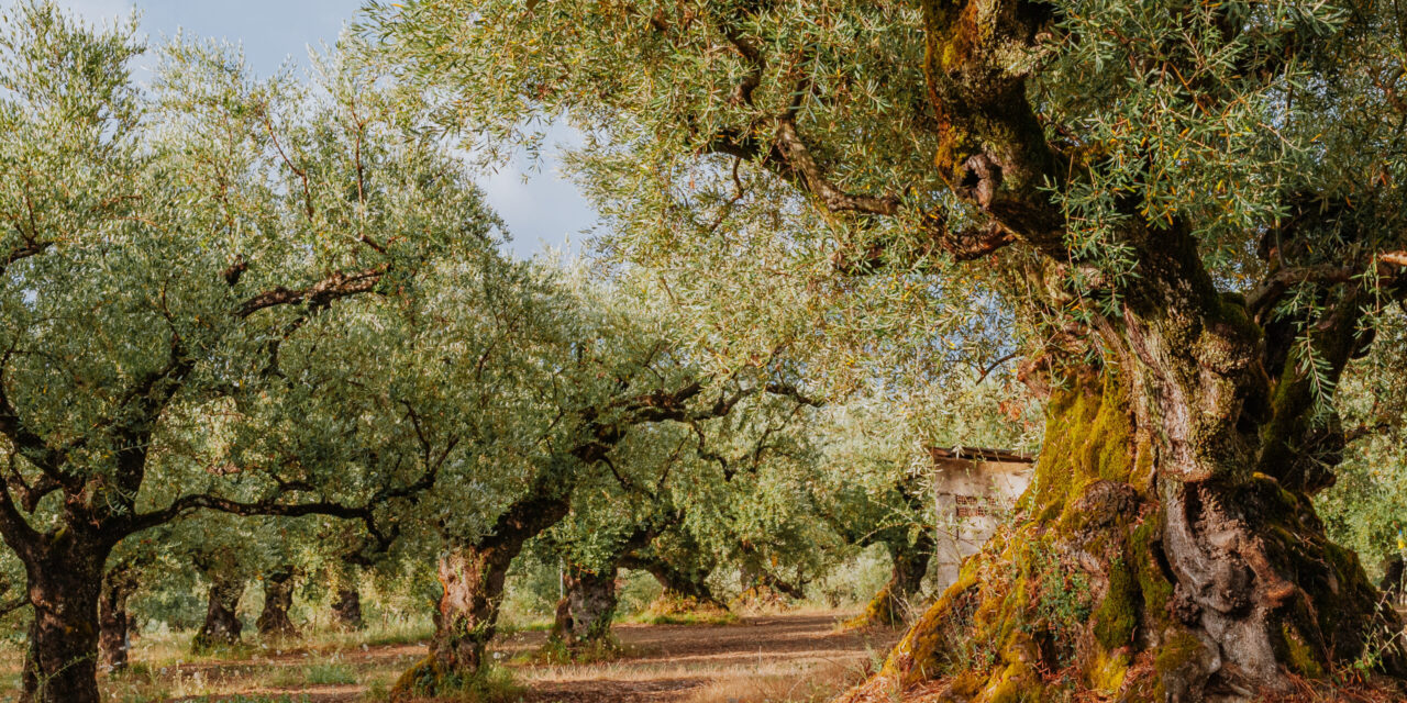Οι παραγωγοί ελαιόλαδου στρέφονται στον… τουρισμό