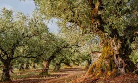 Οι παραγωγοί ελαιόλαδου στρέφονται στον… τουρισμό