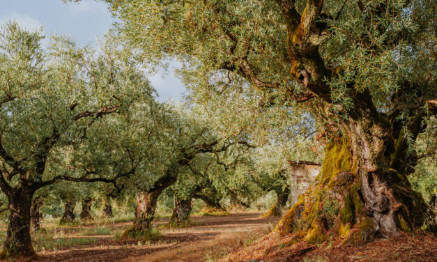 Οι παραγωγοί ελαιόλαδου στρέφονται στον… τουρισμό