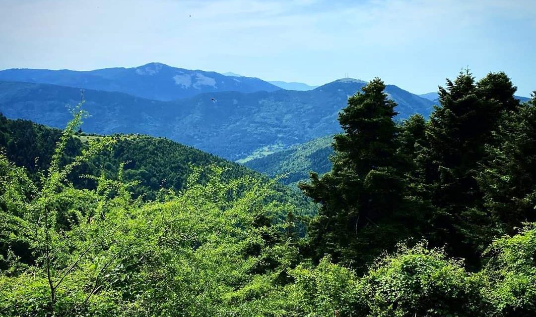 Ολλανδοί, Βέλγοι και Βάσκοι επισκέπτες στα δασικά μονοπάτια της Χαλκιδικής