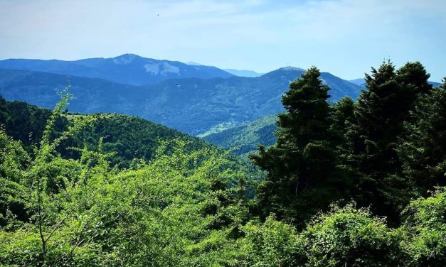 Ολλανδοί, Βέλγοι και Βάσκοι επισκέπτες στα δασικά μονοπάτια της Χαλκιδικής