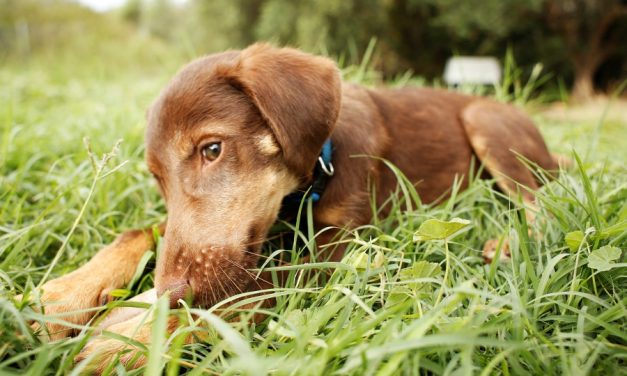 Η Costa Navarino και η PURINA® διοργανώνoυν 10-12 Μαΐου το 3ο διήμερο υιοθεσίας αδέσποτων ζώων