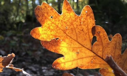 Τοπία βγαλμένα από παραμύθι – Τα 5 πιο όμορφα δάση στην Ελλάδα