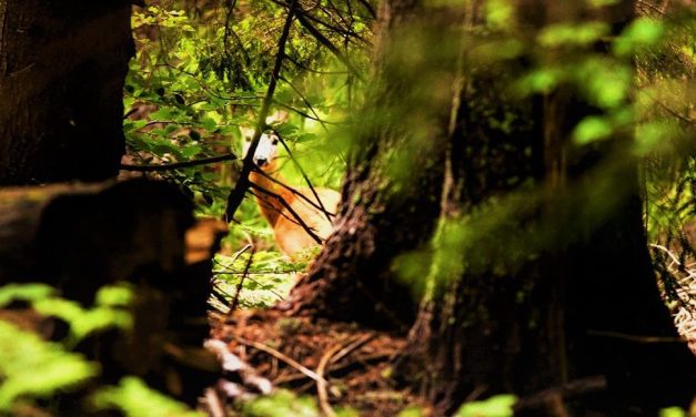 Δάσος της Χαϊντούς: Ο επίγειος παράδεισος της Ξάνθης