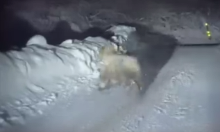 Γρεβενά: Ένας απρόσμενος επισκέπτης «έκοβε» βόλτες κοντά στο χιονοδρομικό κέντρο Βασιλίτσας (vid)