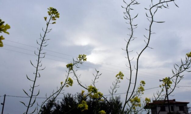 Καιρός: Υψηλές θερμοκρασίες και αφρικανική σκόνη και σήμερα