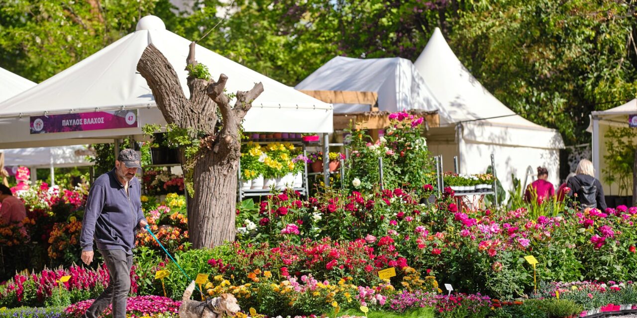 Λουλούδια και μαγιάτικο στεφάνι στην Ανθοκομική Έκθεση Κηφισιάς