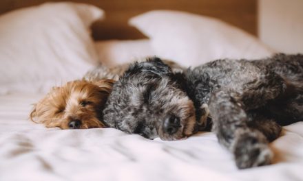 Έρχεται ειδικό σήμα για τουριστικά καταλύματα φιλικά προς τα ζώα συντροφιάς