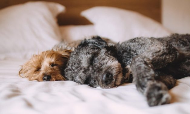 Έρχεται ειδικό σήμα για τουριστικά καταλύματα φιλικά προς τα ζώα συντροφιάς