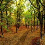 Φολόη: Ένα παραμυθένιο δάσος στην καρδιά της Πελοποννήσου