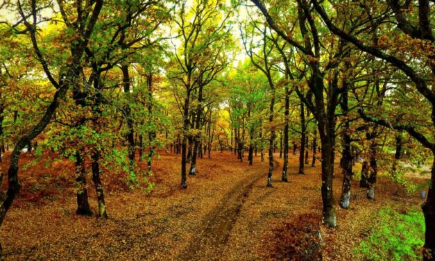 Φολόη: Ένα παραμυθένιο δάσος στην καρδιά της Πελοποννήσου