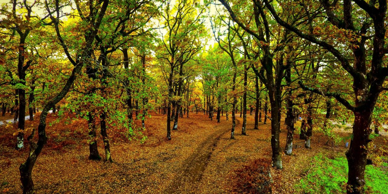 Φολόη: Ένα παραμυθένιο δάσος στην καρδιά της Πελοποννήσου