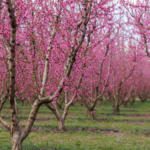 Αφιέρωμα της Welt στις ανθισμένες ροδακινιές της Βέροιας: «Ένα εντυπωσιακό ανοιξιάτικο πανόραμα»