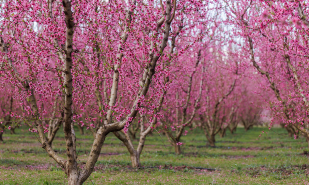 Αφιέρωμα της Welt στις ανθισμένες ροδακινιές της Βέροιας: «Ένα εντυπωσιακό ανοιξιάτικο πανόραμα»
