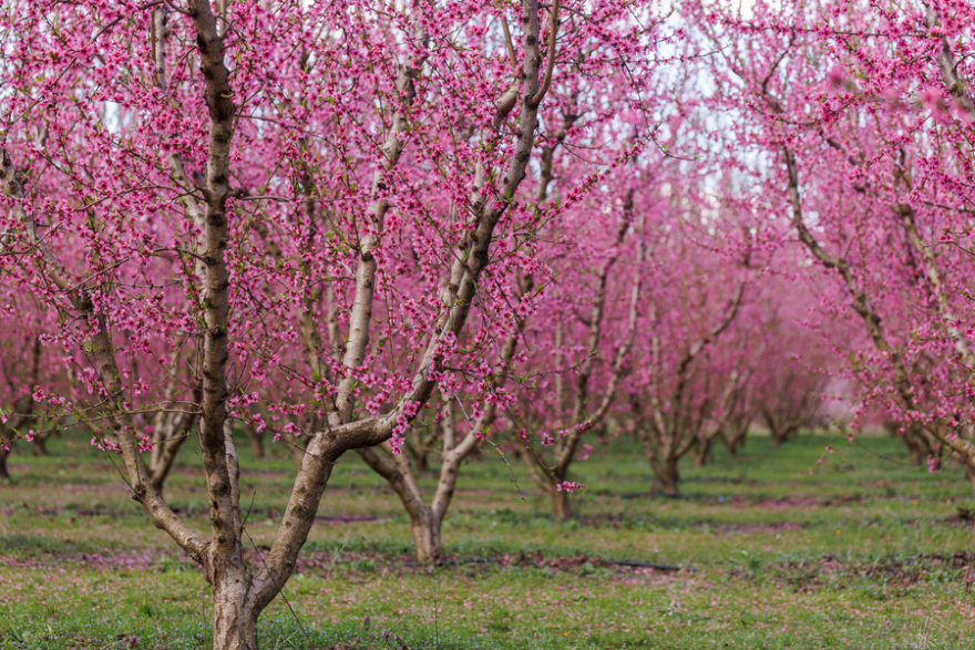 Αφιέρωμα της Welt στις ανθισμένες ροδακινιές της Βέροιας: «Ένα εντυπωσιακό ανοιξιάτικο πανόραμα»